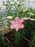 [4210 Canaletto No101.JPG]